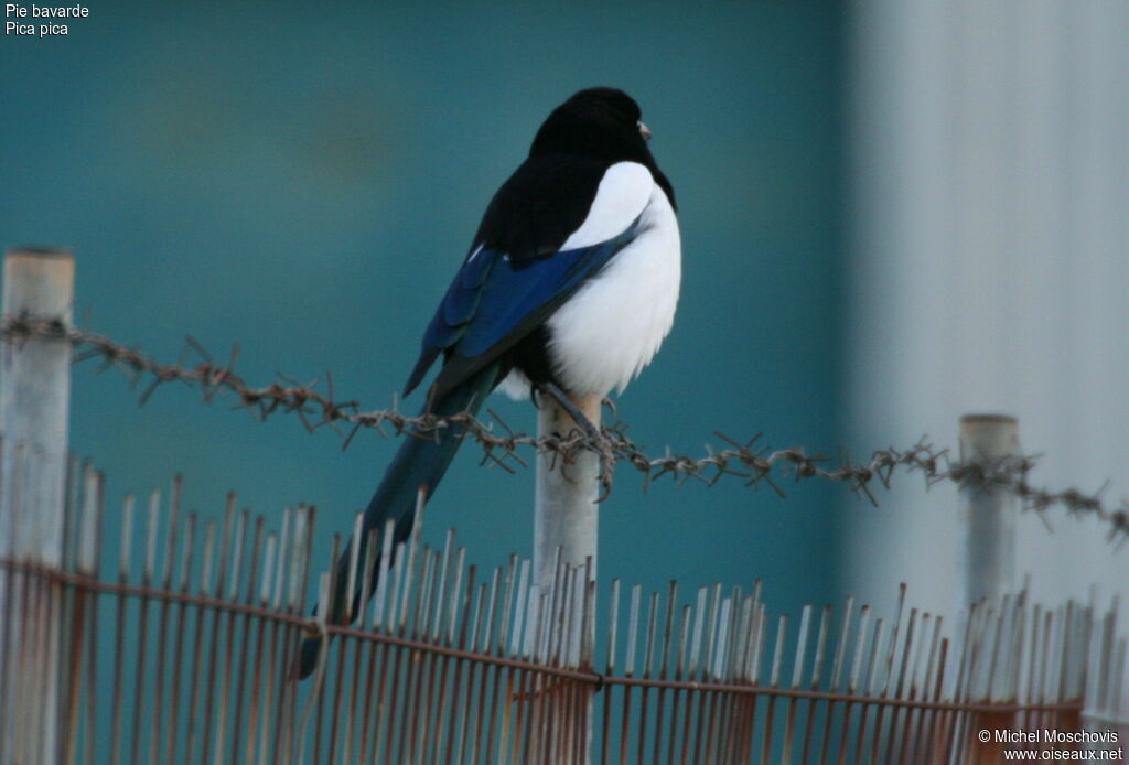 Eurasian Magpie, identification