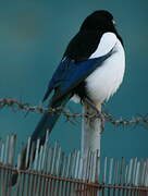 Eurasian Magpie