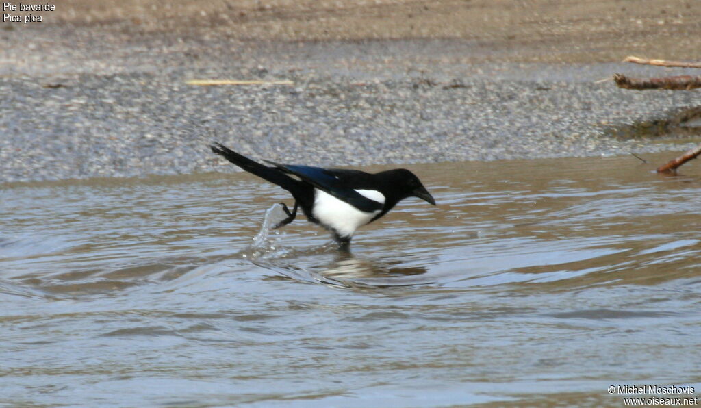 Eurasian Magpie, Behaviour