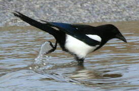 Eurasian Magpie