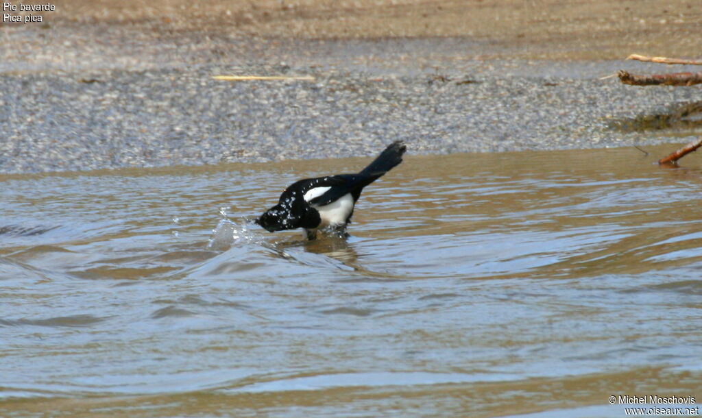 Eurasian Magpie, Behaviour