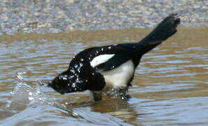 Eurasian Magpie