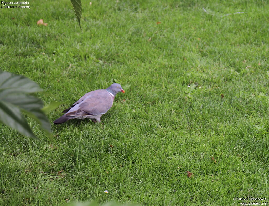 Pigeon colombin, identification