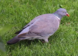 Pigeon colombin