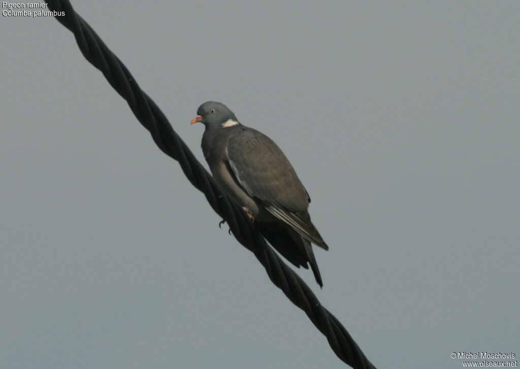 Common Wood Pigeon