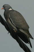 Common Wood Pigeon