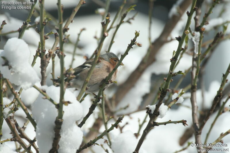 Eurasian Chaffinch male adult