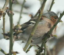 Common Chaffinch