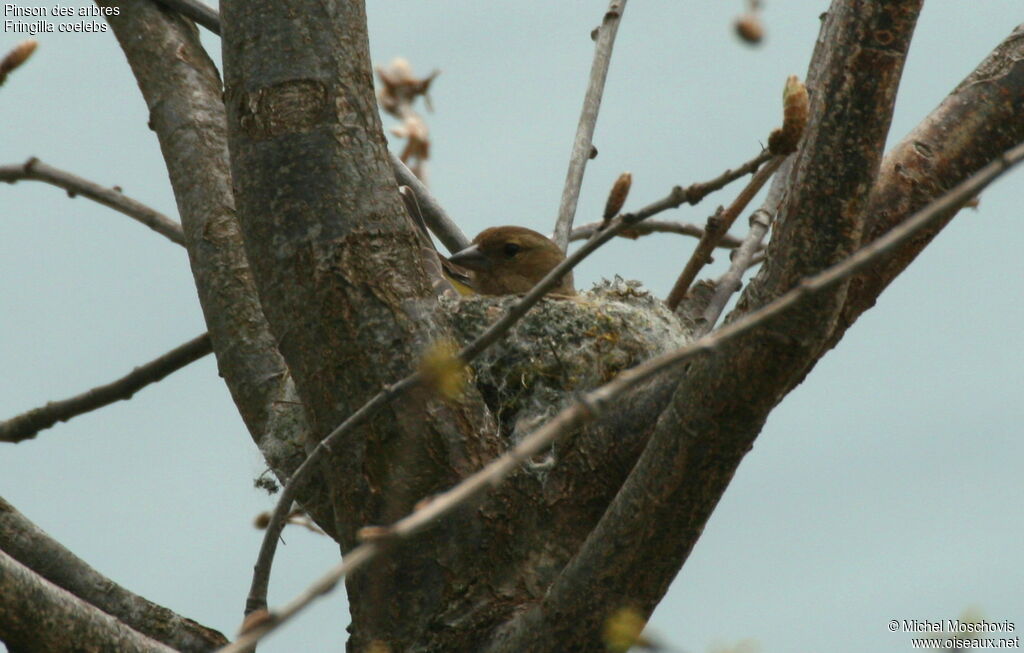 Common Chaffinch female adult breeding, Behaviour