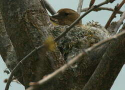 Pinson des arbres