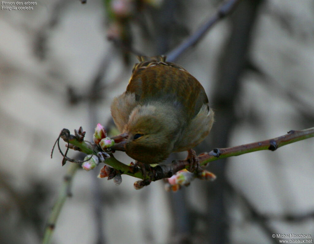 Eurasian Chaffinch, feeding habits