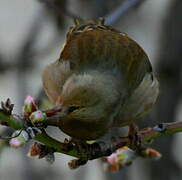 Eurasian Chaffinch