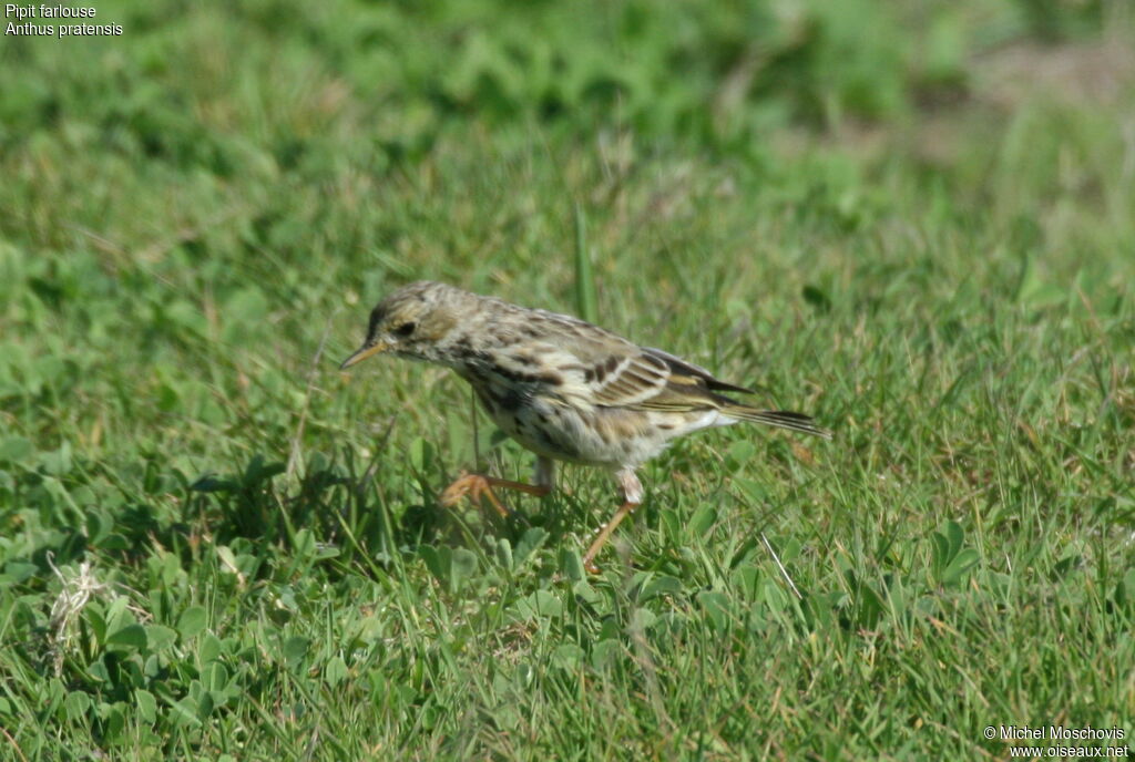 Meadow Pipit