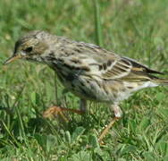 Pipit farlouse