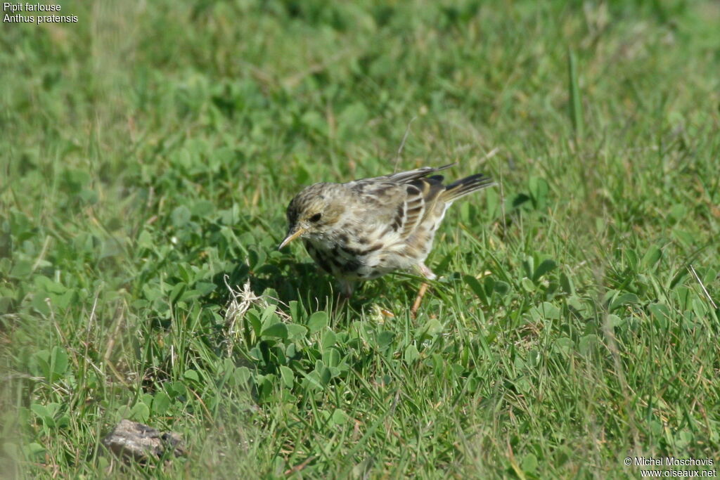 Pipit farlouse