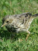 Pipit farlouse