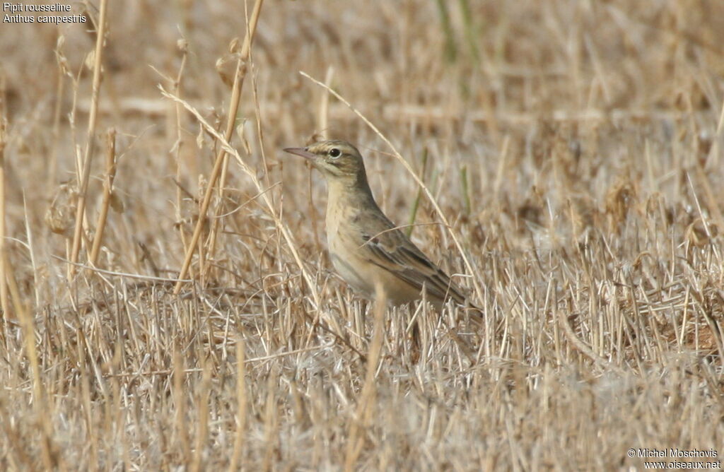 Pipit rousseline