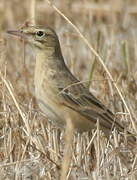 Tawny Pipit