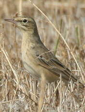 Pipit rousseline