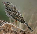 Pipit rousseline