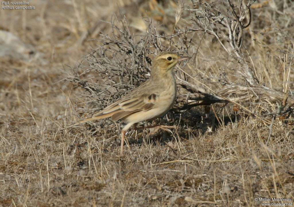 Pipit rousselineadulte, identification