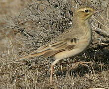 Pipit rousseline