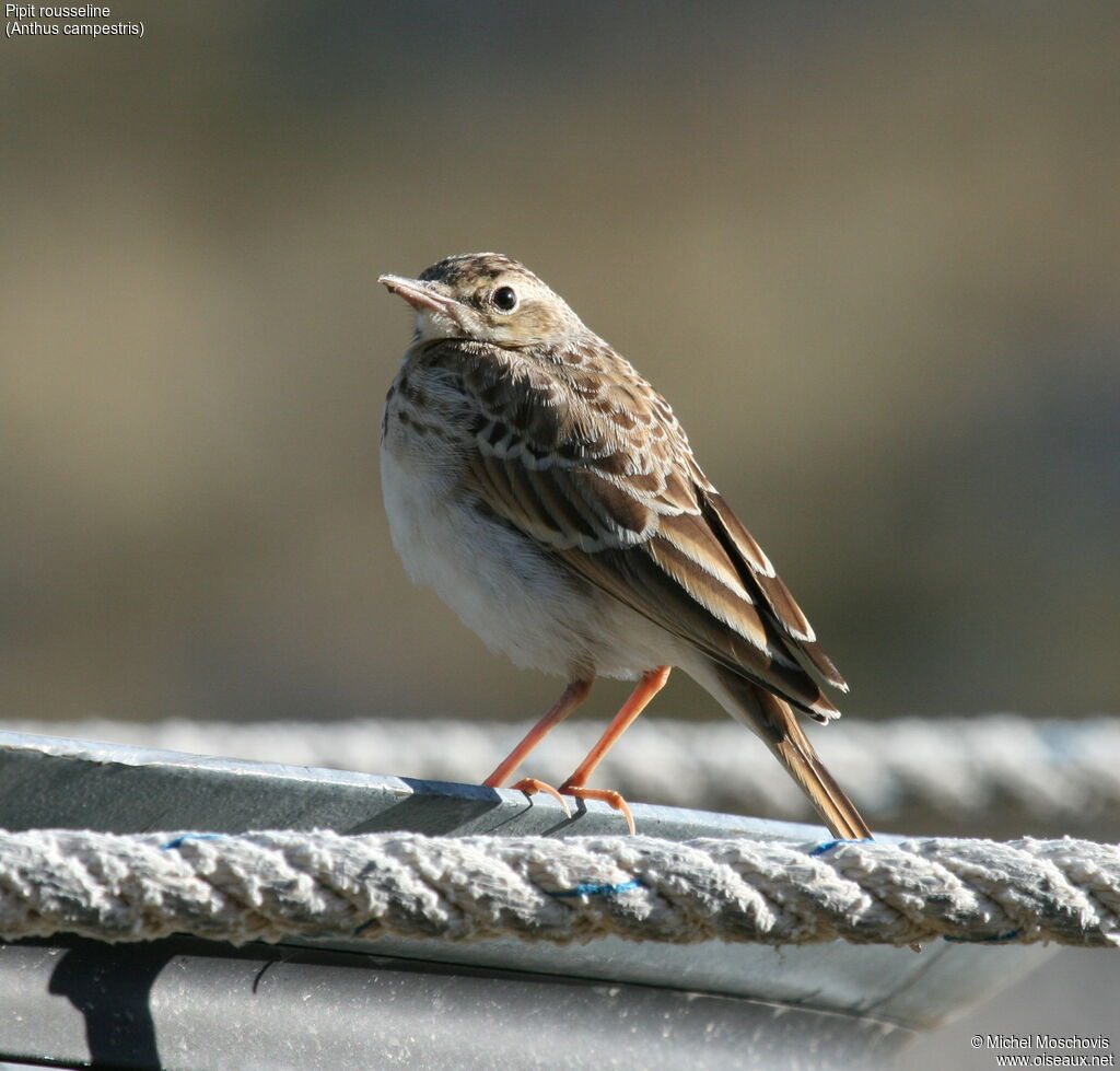 Pipit rousseline, identification