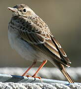 Pipit rousseline