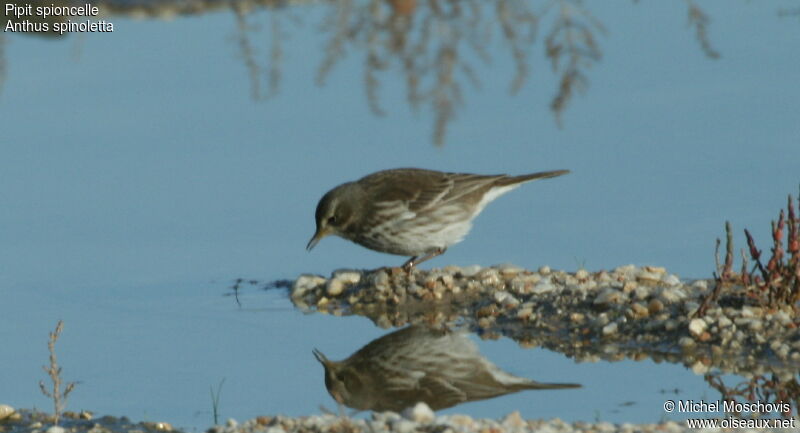 Water Pipit