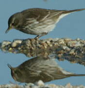 Water Pipit