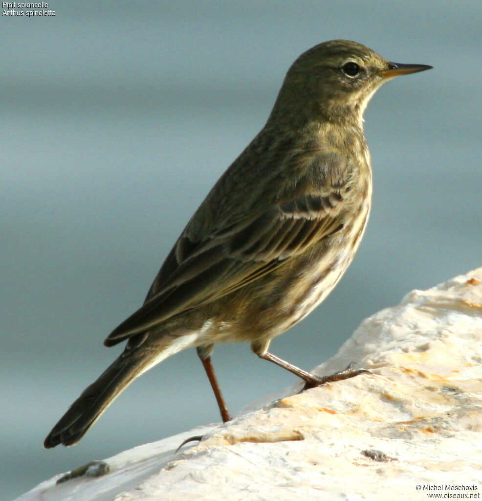 Pipit spioncelle, identification