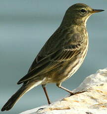 Pipit spioncelle