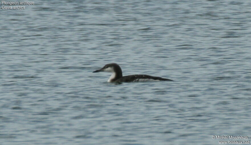 Black-throated Loon