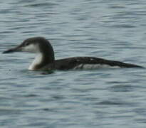 Plongeon arctique