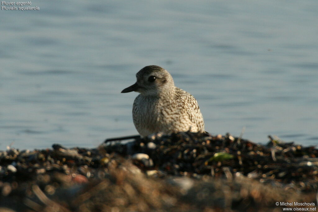 Grey Plover