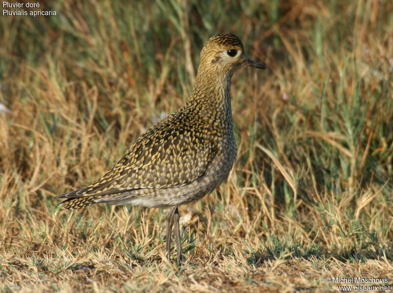 European Golden Plover