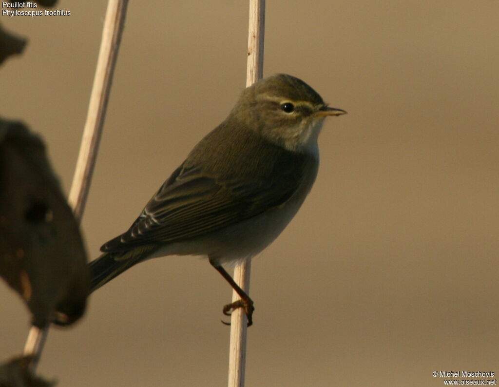 Willow Warbler