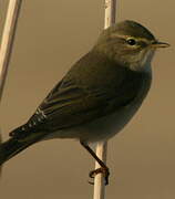 Willow Warbler