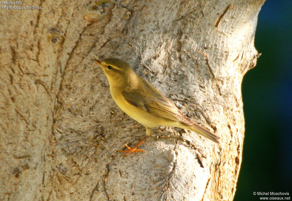 Willow Warbler, identification