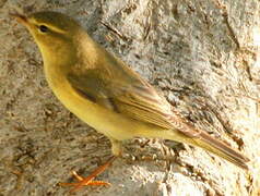 Willow Warbler