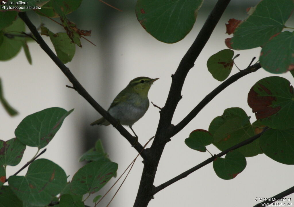 Pouillot siffleur, identification