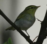 Wood Warbler