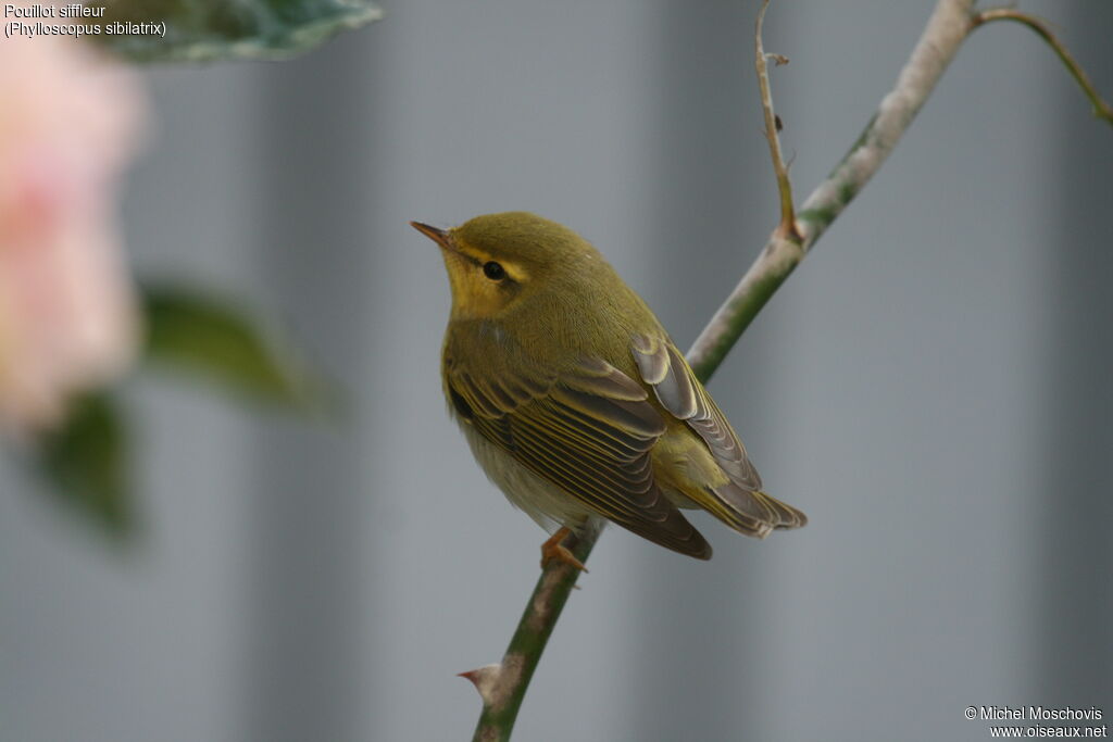 Wood Warbler