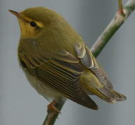 Wood Warbler