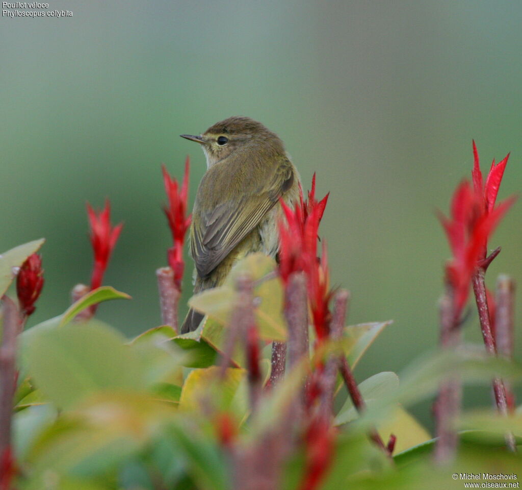 Common Chiffchaff, identification