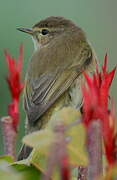 Common Chiffchaff