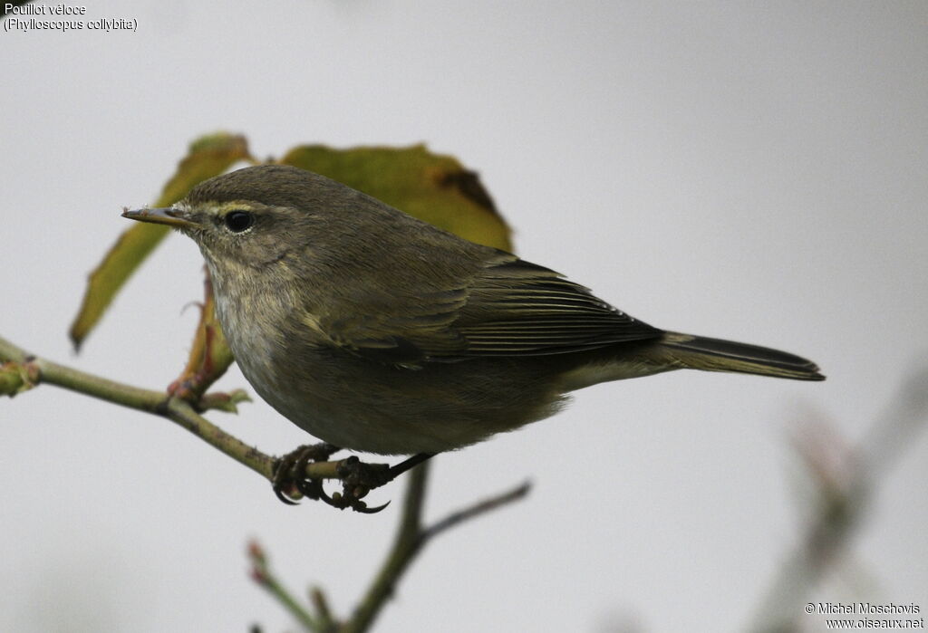 Common Chiffchaff, identification