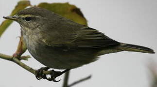 Common Chiffchaff