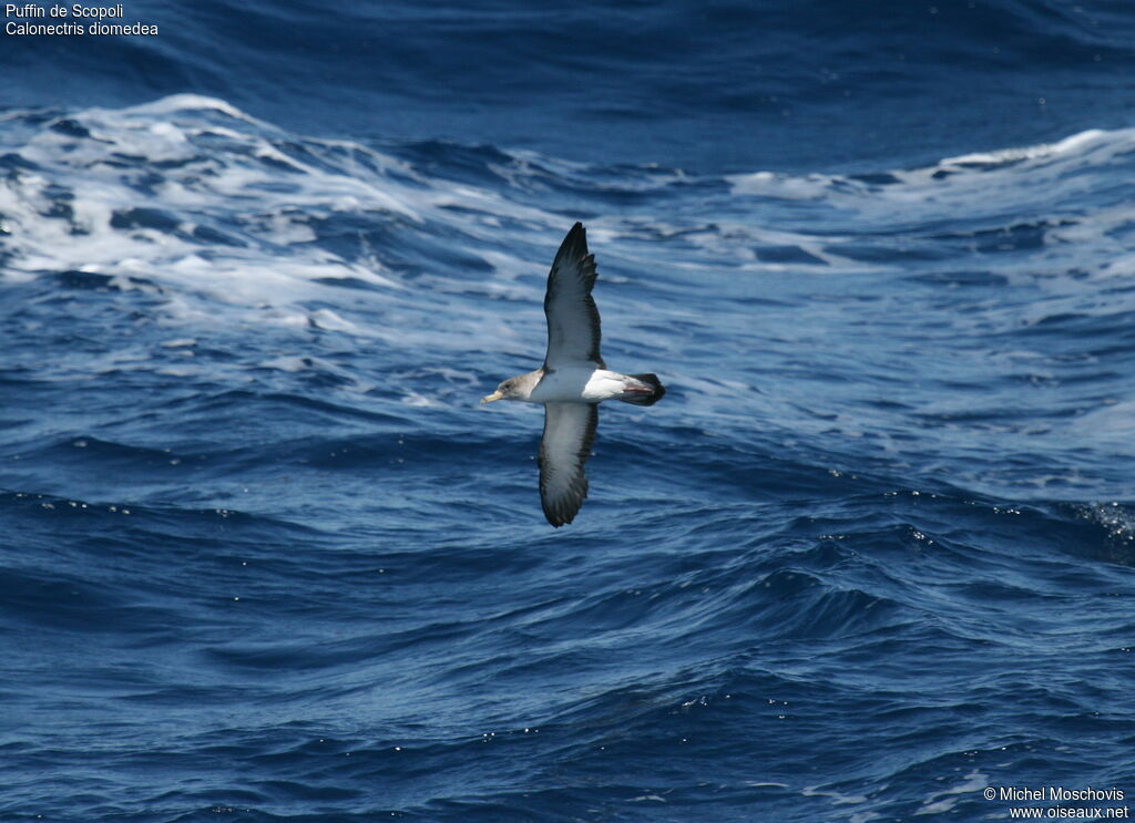 Scopoli's Shearwater