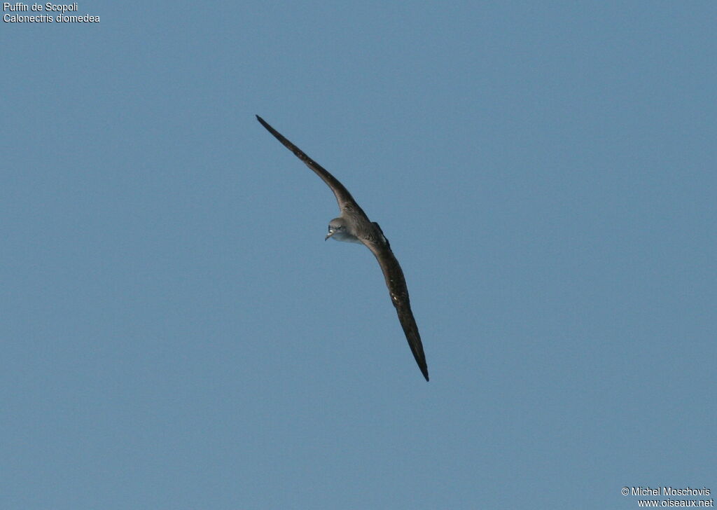 Scopoli's Shearwater